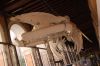 Venedig-Naturhistorisches-Museum-150728-DSC_0558.JPG