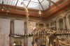 NaturkundeMuseum-Berlin-Rundgang-2016-160121-DSC_0144_0223_0221.jpg