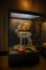 NaturkundeMuseum-Berlin-Rundgang-2016-160121-DSC_0173.jpg