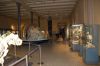 NaturkundeMuseum-Berlin-Rundgang-2016-160121-DSC_0176_0327.jpg